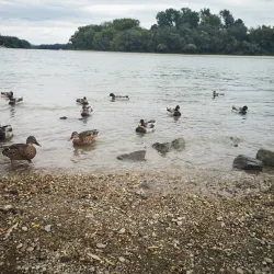 Danube River Promenade - Szentendre