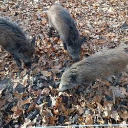 Szolnok Zoo and Botanical Garden - Szolnok