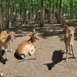 Szolnok Zoo and Botanical Garden - Szolnok