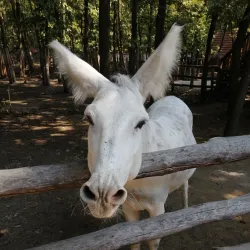 Szolnok Zoo and Botanical Garden - Szolnok