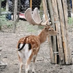 Szolnok Zoo and Botanical Garden - Szolnok