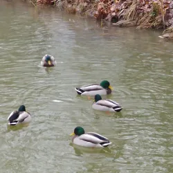 Tatabánya City Park - Tatabanya