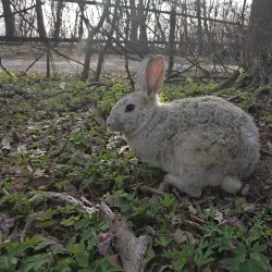 Vértesszentkereszt Abbey - Tatabanya