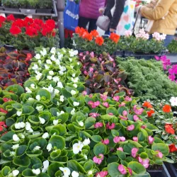 Zalaegerszeg Market Hall - Zalaegerszeg