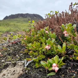 Eldborg Crater - Akranes