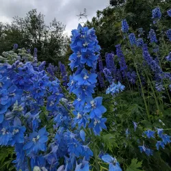 Akureyri Botanical Gardens (Lystigarður Akureyrar) - Akureyri