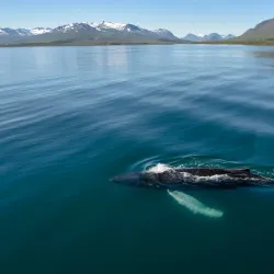 Whale Watching Tours from Akureyri Harbor - Akureyri