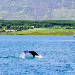 Whale Watching Tours from Akureyri Harbor - Akureyri