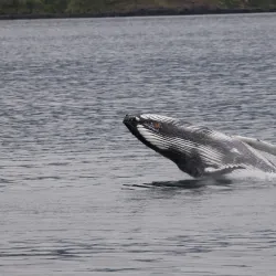Whale Watching Tours from Akureyri Harbor - Akureyri