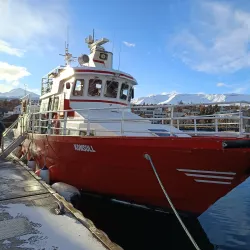 Whale Watching Tours from Akureyri Harbor - Akureyri