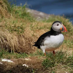 Borgarfjörður Eystri - Egilsstadir