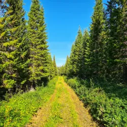 Hallormsstaðaskógur National Forest - Egilsstadir