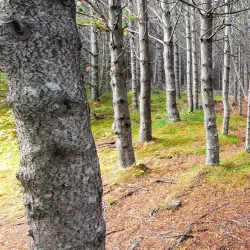Borgarholtsskógur Forest - Hafnarfjörður (Hafnarfjorour)