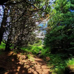 Borgarholtsskógur Forest - Hafnarfjörður (Hafnarfjorour)