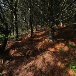 Borgarholtsskógur Forest - Hafnarfjörður (Hafnarfjorour)