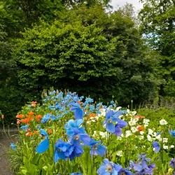 Husavik Botanical Gardens - Husavik