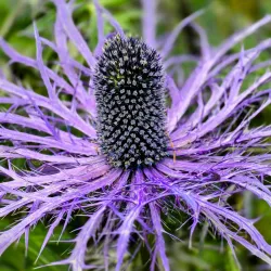 Husavik Botanical Gardens - Husavik
