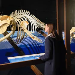 Husavik Whale Museum - Husavik