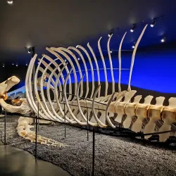 Husavik Whale Museum - Husavik