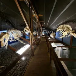 Husavik Whale Museum - Husavik