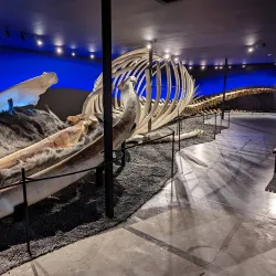 Husavik Whale Museum - Husavik