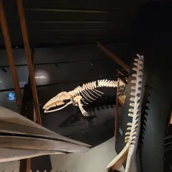 Husavik Whale Museum - Husavik