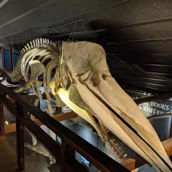 Husavik Whale Museum - Husavik