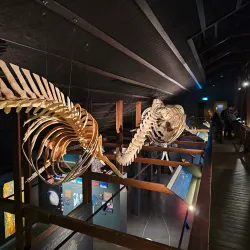Husavik Whale Museum - Husavik