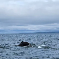 Whale Watching Tours - Husavik