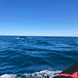 Whale Watching Tours - Husavik