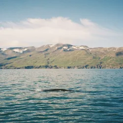 Whale Watching Tours - Husavik