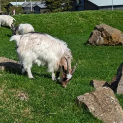 Fjölskyldu- og húsdýragarðurinn (Family and Petting Zoo) - Kopavogur