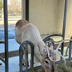 Fjölskyldu- og húsdýragarðurinn (Family and Petting Zoo) - Kopavogur
