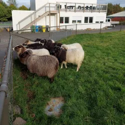 Fjölskyldu- og húsdýragarðurinn (Family and Petting Zoo) - Kopavogur