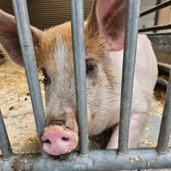 Fjölskyldu- og húsdýragarðurinn (Family and Petting Zoo) - Kopavogur