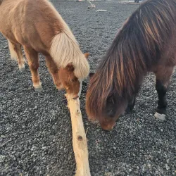 Fjölskyldu- og húsdýragarðurinn (Family and Petting Zoo) - Kopavogur