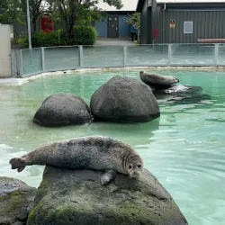 Fjölskyldu- og húsdýragarðurinn (Family and Petting Zoo) - Kopavogur