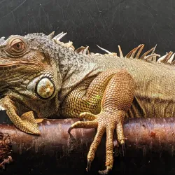 Fjölskyldu- og húsdýragarðurinn (Family and Petting Zoo) - Kopavogur