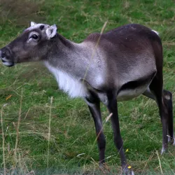 Fjölskyldu- og húsdýragarðurinn (Family and Petting Zoo) - Kopavogur