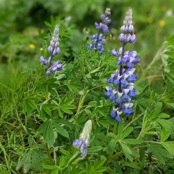 Víkingavatn Park - Kopavogur