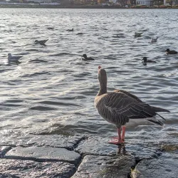 Tjörnin Pond - Reykjavik