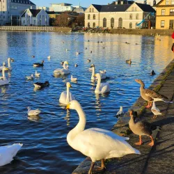 Tjörnin Pond - Reykjavik