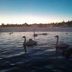 Tjörnin Pond - Reykjavik