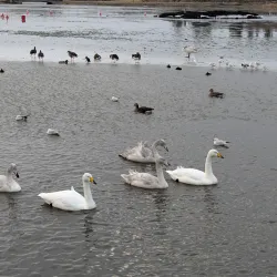 Tjörnin Pond - Reykjavik