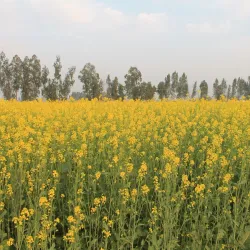 Agricultural Fields and Rural Tours - Abohar