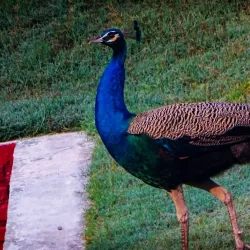 Taj Nature Walk - Agra