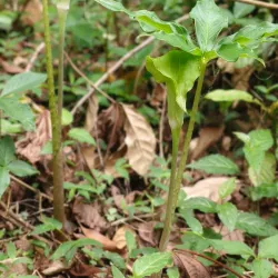 Hmuifang Tlang - Aizawl