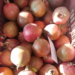 Akluj Market - Akluj