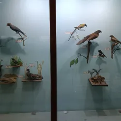 Allahabad Museum - Allahabad