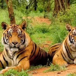 Sariska Tiger Reserve - Alwar